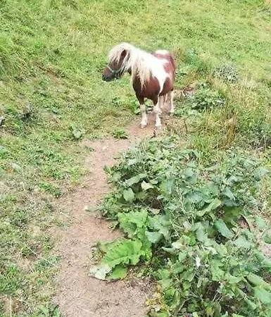 Encanto Asturiano דירה Aller